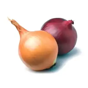 بصل